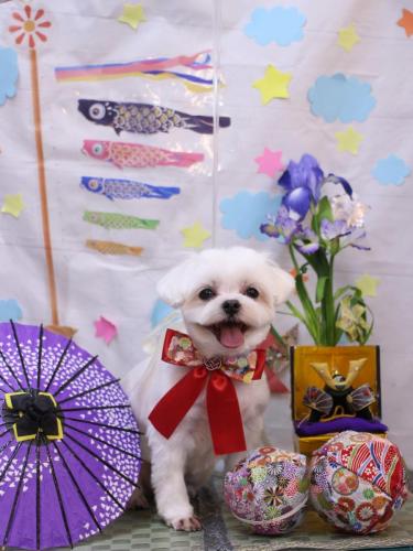 20240525マルちゃん 